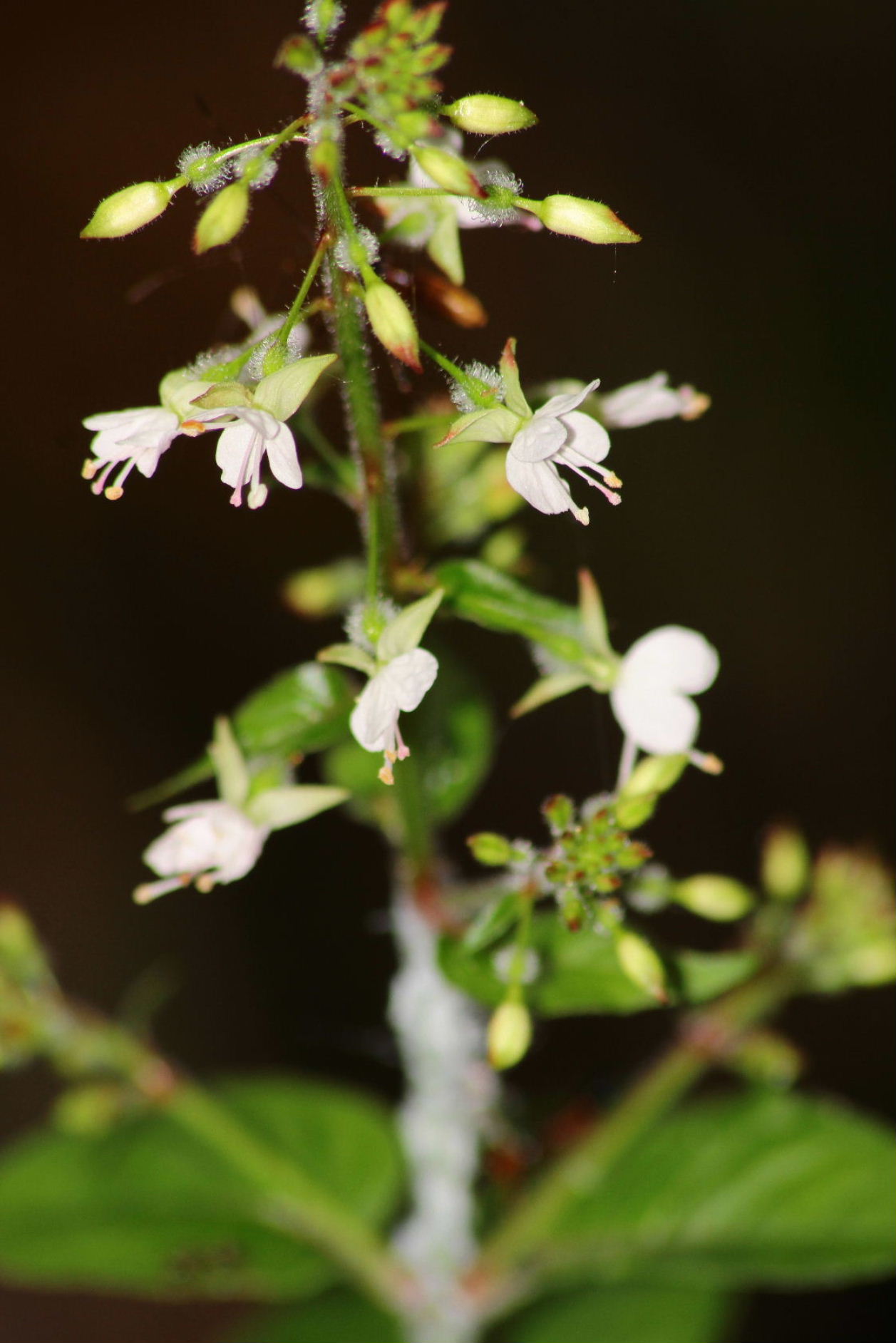 Circaea lutetiana / Erba maga comune